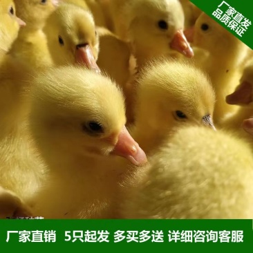 【产蛋王】五龙鹅苗，疫苗齐全，运输死亡包赔