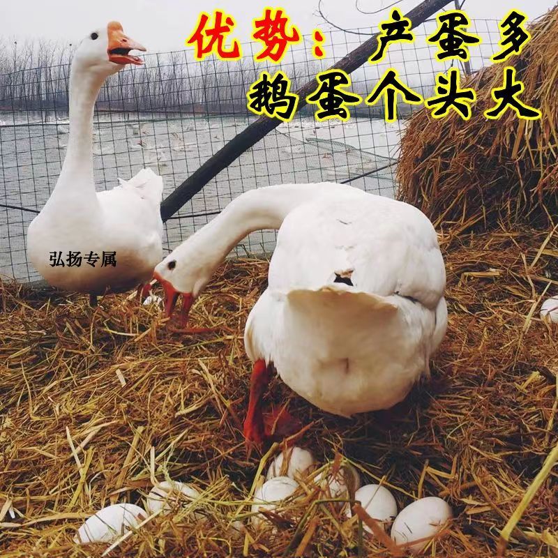 【产蛋王】五龙鹅苗，疫苗齐全，运输死亡包赔