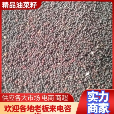 【热卖】油菜籽湖北油菜籽产地直发出油率43