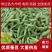 【蚕豆】湖北蚕豆大粒青皮蚕豆产地直发，随行就市