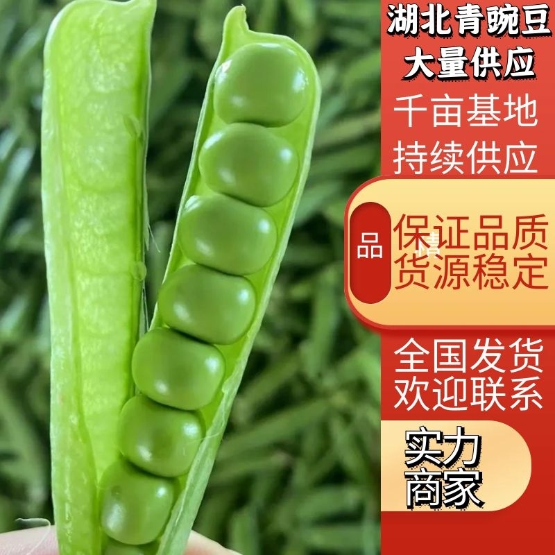 【好货】豌豆湖北青豌豆大量供货产地直发品质保证