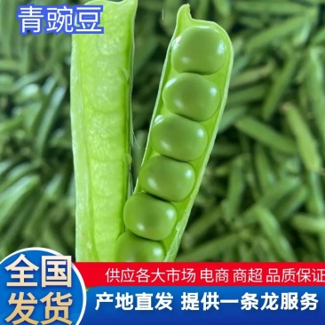 【豌豆】湖北青碗豆大量供应可视频看货欢迎咨询