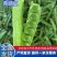 【豌豆】湖北青碗豆大量供应可视频看货欢迎咨询