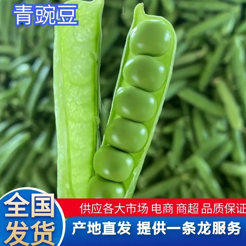 【豌豆】湖北青碗豆大量供应可视频看货欢迎咨询