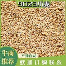 宜城9023小麦大量上市中毛粮净粮过筛小麦欢迎洽谈
