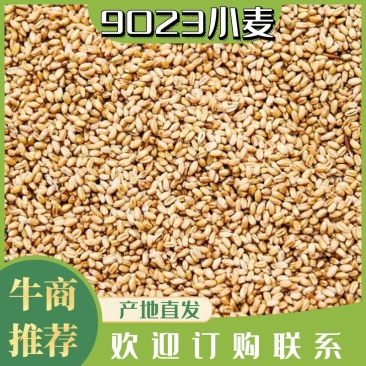 宜城9023小麦大量上市中毛粮净粮过筛小麦欢迎洽谈