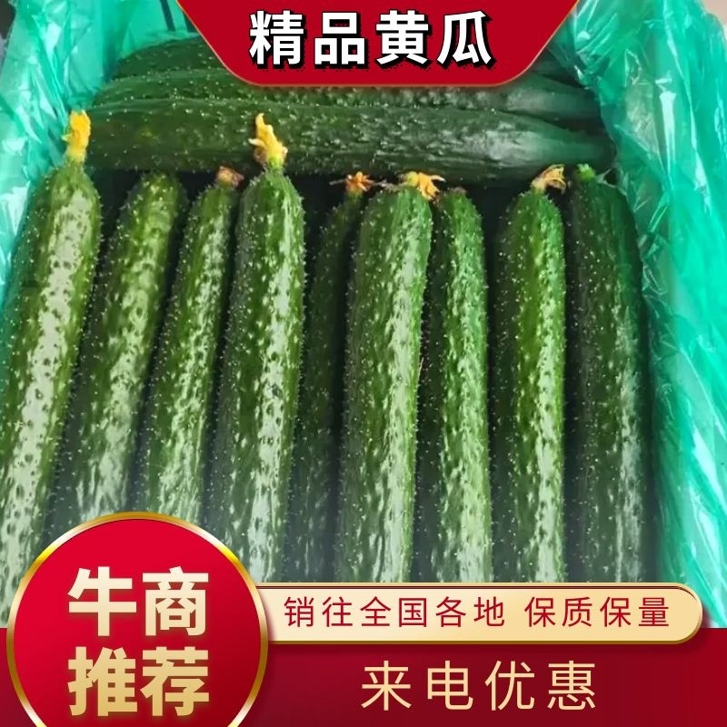 嫁接油亮型黄瓜，干花带刺蜜刺黄瓜代收代发全国市场超市直供