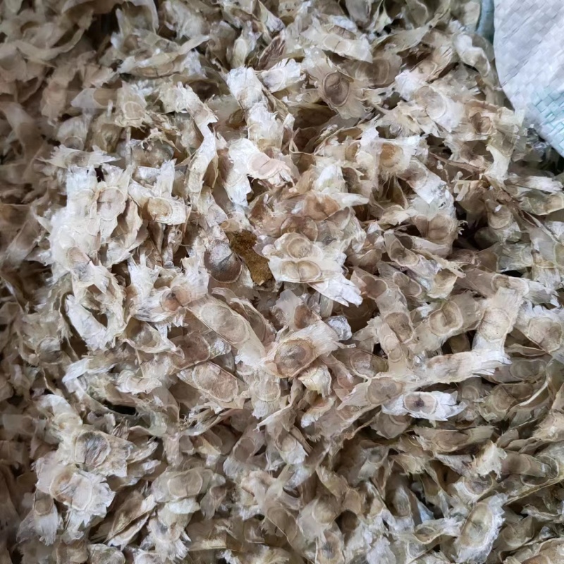 绿化林木树种籽黄花风铃木种子红花风铃木种子风景树绿化苗木