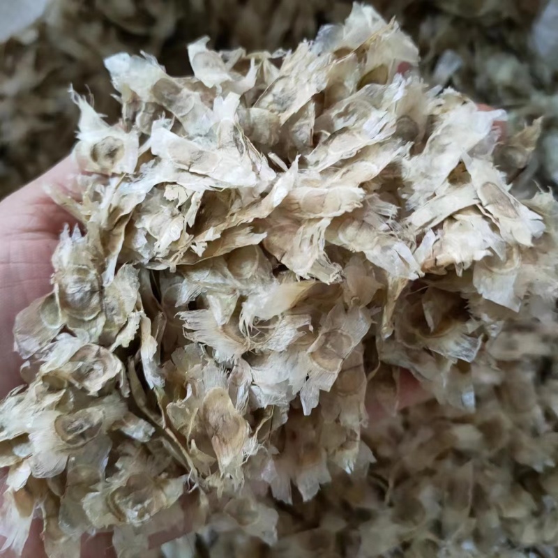 绿化林木树种籽黄花风铃木种子红花风铃木种子风景树绿化苗木