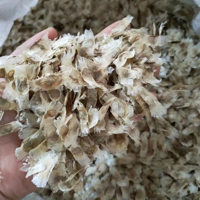 绿化林木树种籽黄花风铃木种子红花风铃木种子风景树绿化苗木