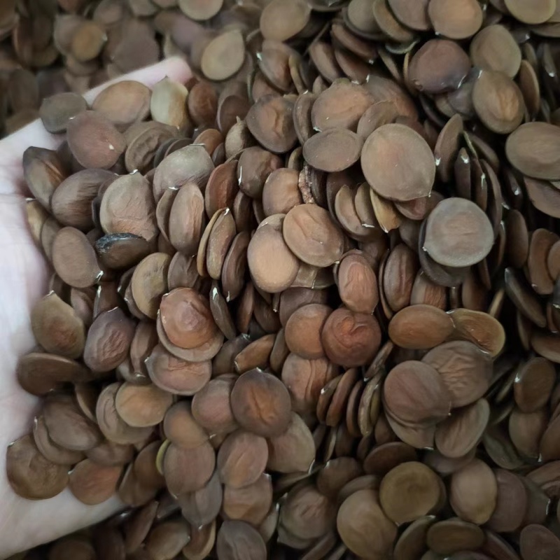 出售羊蹄甲种子紫荆种子玲甲花种子洋紫荆种子香港市花花
