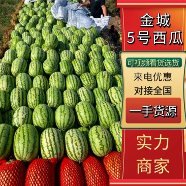 新疆西瓜代办~新疆西瓜~吐鲁番-哈密-昌吉产区~金城五号