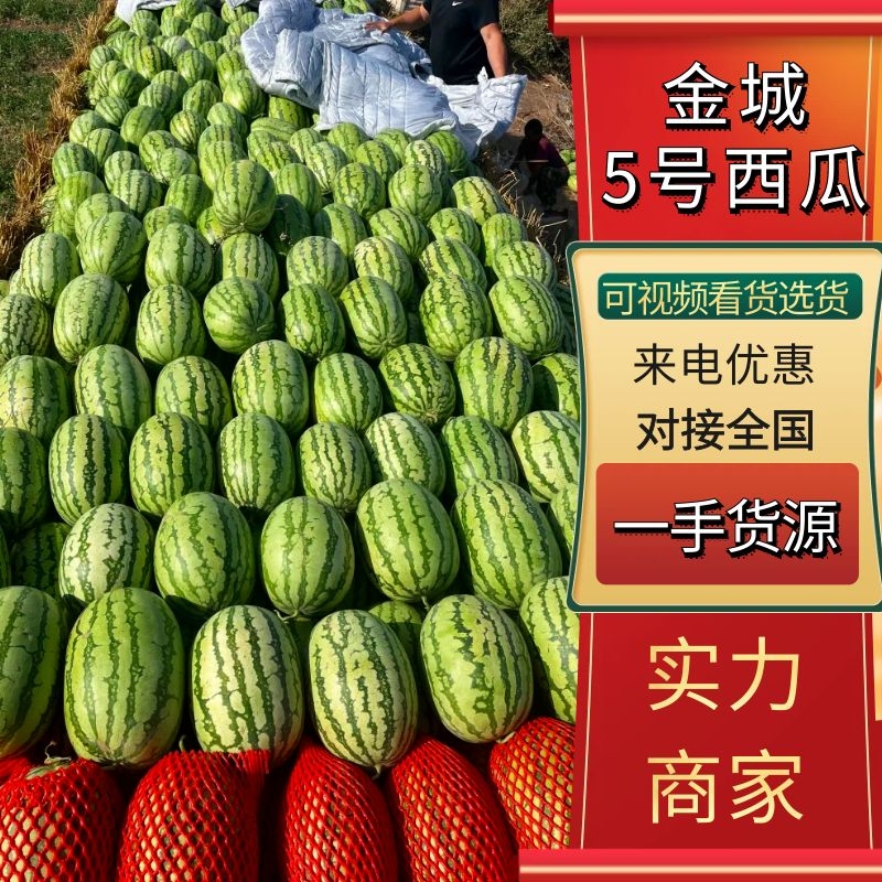 [金城5号西瓜批发]新疆昌吉昌吉市西瓜 0.30元/斤新疆西瓜代 _ 一亩田