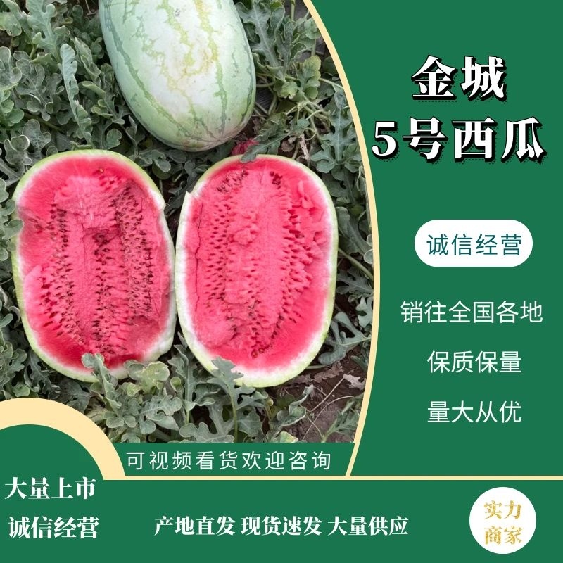 【实力供货】新疆金城5号西瓜，个大红壤，供商超市场等