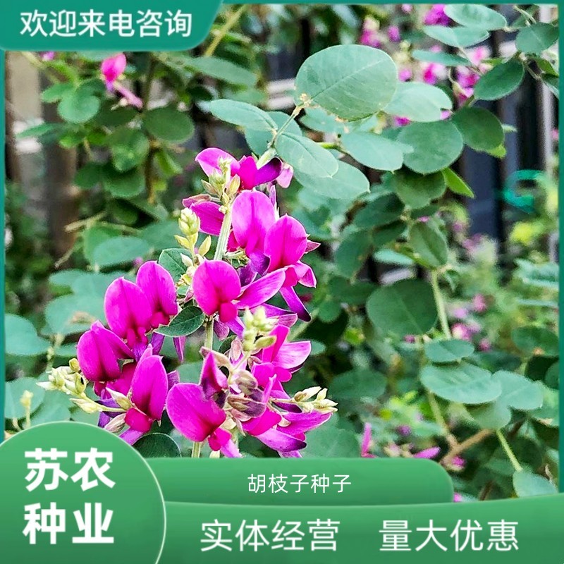 护坡灌木种子美丽胡枝子二色胡枝子种子