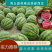 陕西精品美都，全国代办，产地直供，西瓜大量走货