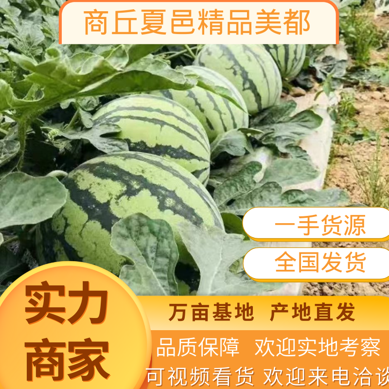 【热卖】8424西瓜新鲜上市，基地直供现摘现发