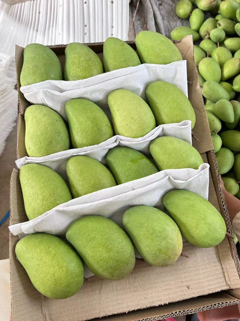 【推荐】云南小台芒台农芒果精品芒果电商团购整车发货