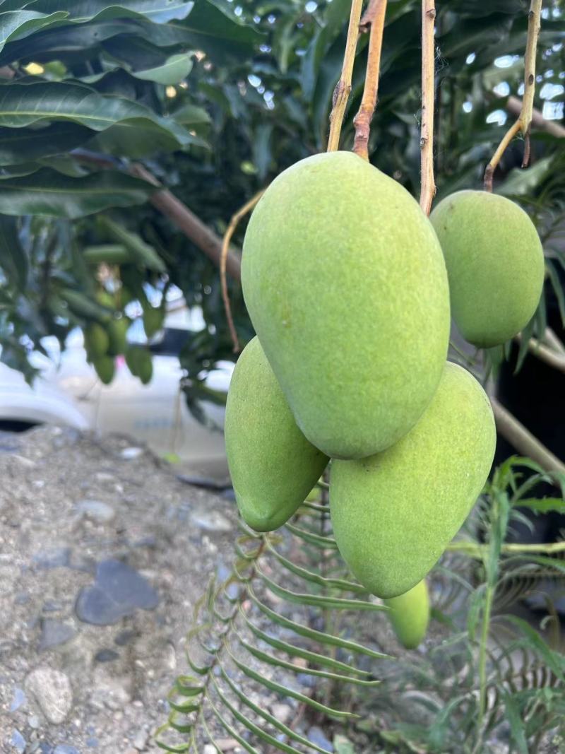 【推荐】云南小台芒台农芒果精品芒果电商团购整车发货