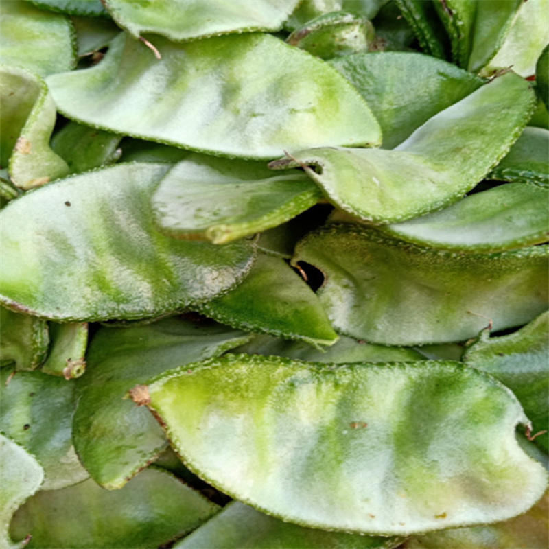 猪耳朵扁豆种子特早熟肉厚绿眉豆种子高产绿扁豆角种子