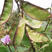 紫边眉豆种子大宽扁豆角种子高产抗病