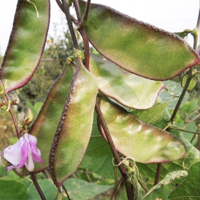 紫边眉豆种子大宽扁豆角种子高产抗病