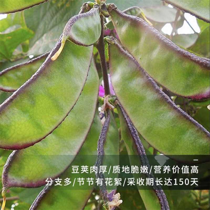 紫边眉豆种子大宽扁豆角种子高产抗病