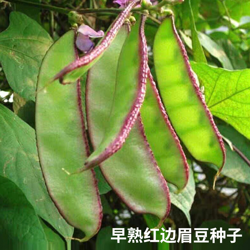 紫边眉豆种子大宽扁豆角种子高产抗病