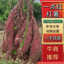 广东红薯阳江一点红红薯一手货源供应充足，欢迎采购。