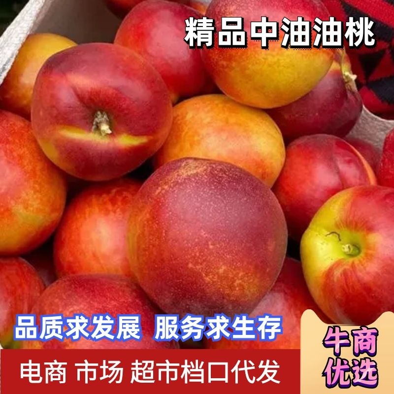 【精品油桃】产地直发湖北油桃品种齐全对接电商批发商