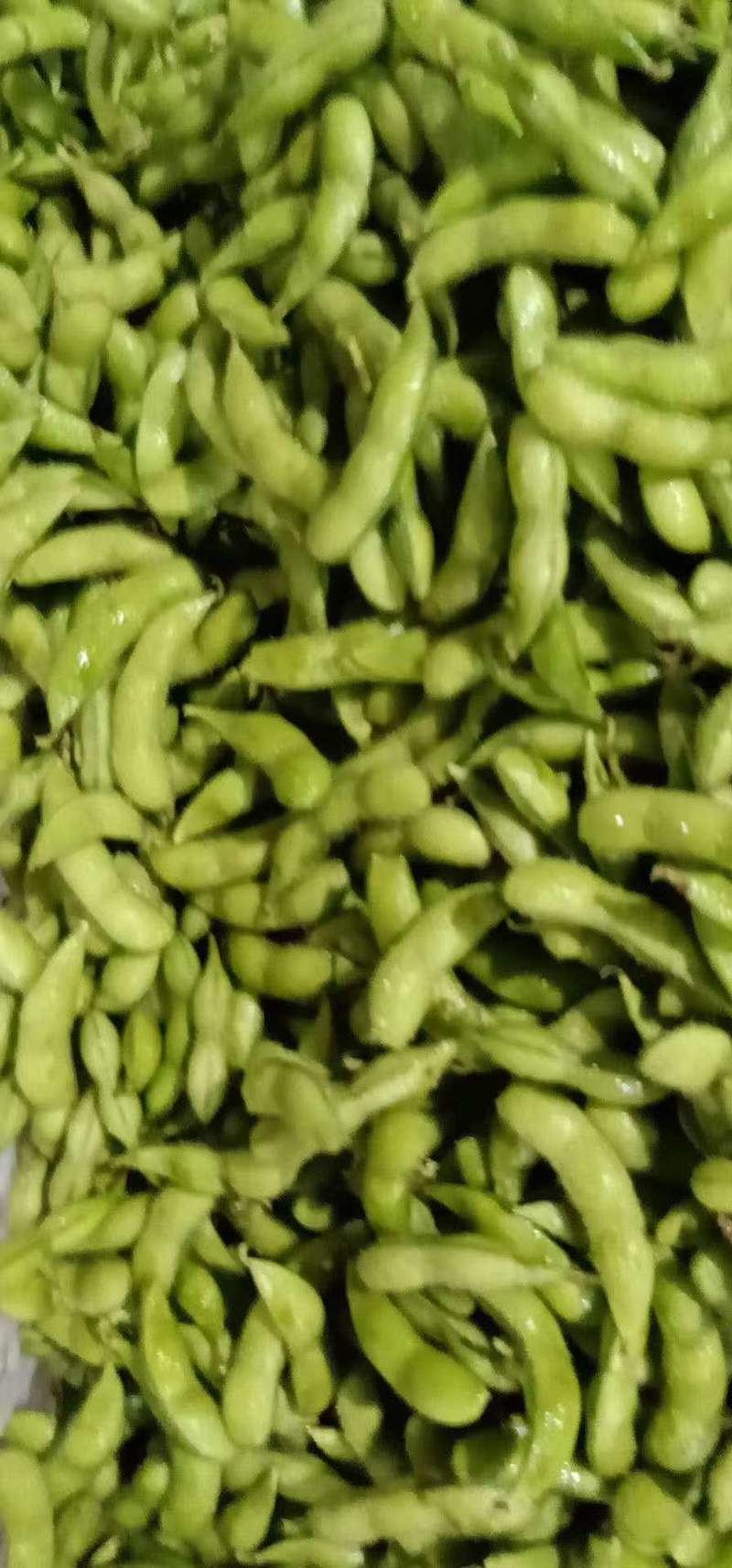 【推荐】福建精品毛豆质量保证大量上市中欢迎