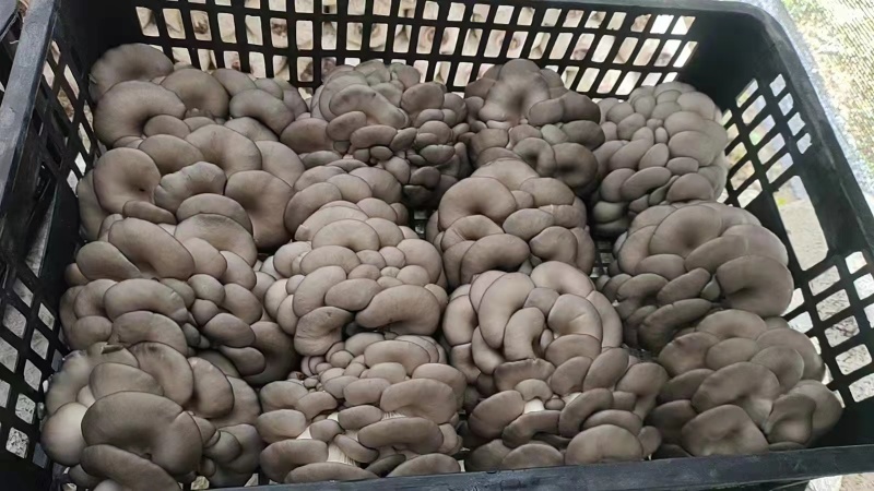 小黑平菇陕西基地直发品质保障量大从优欢迎客商电联