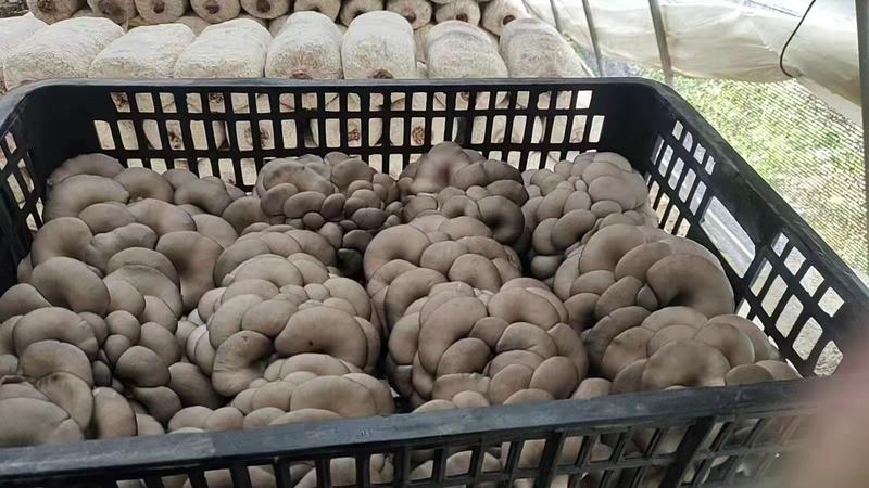 【精选】陕西新鲜平菇精品货源对接商超市场欢迎电联