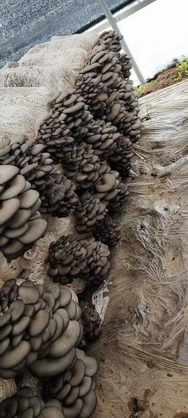 陕西精品小黑平菇鲜平菇，一手货源对接商超市场全国发货。