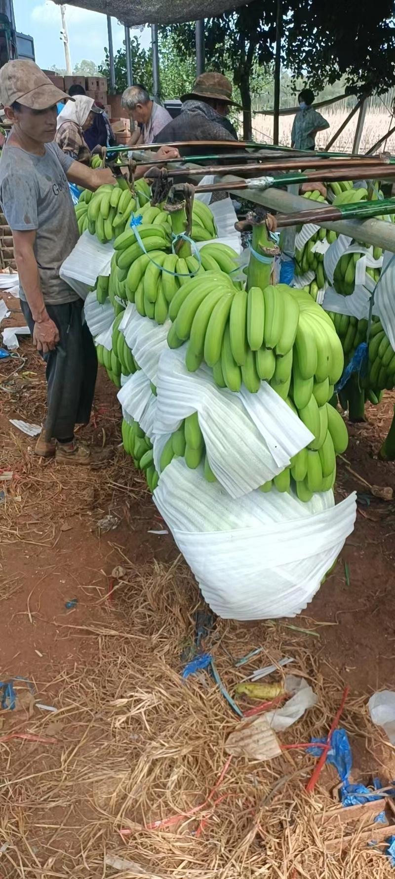 大巴西香蕉，实力供应，对接大型市场商超，支持看货