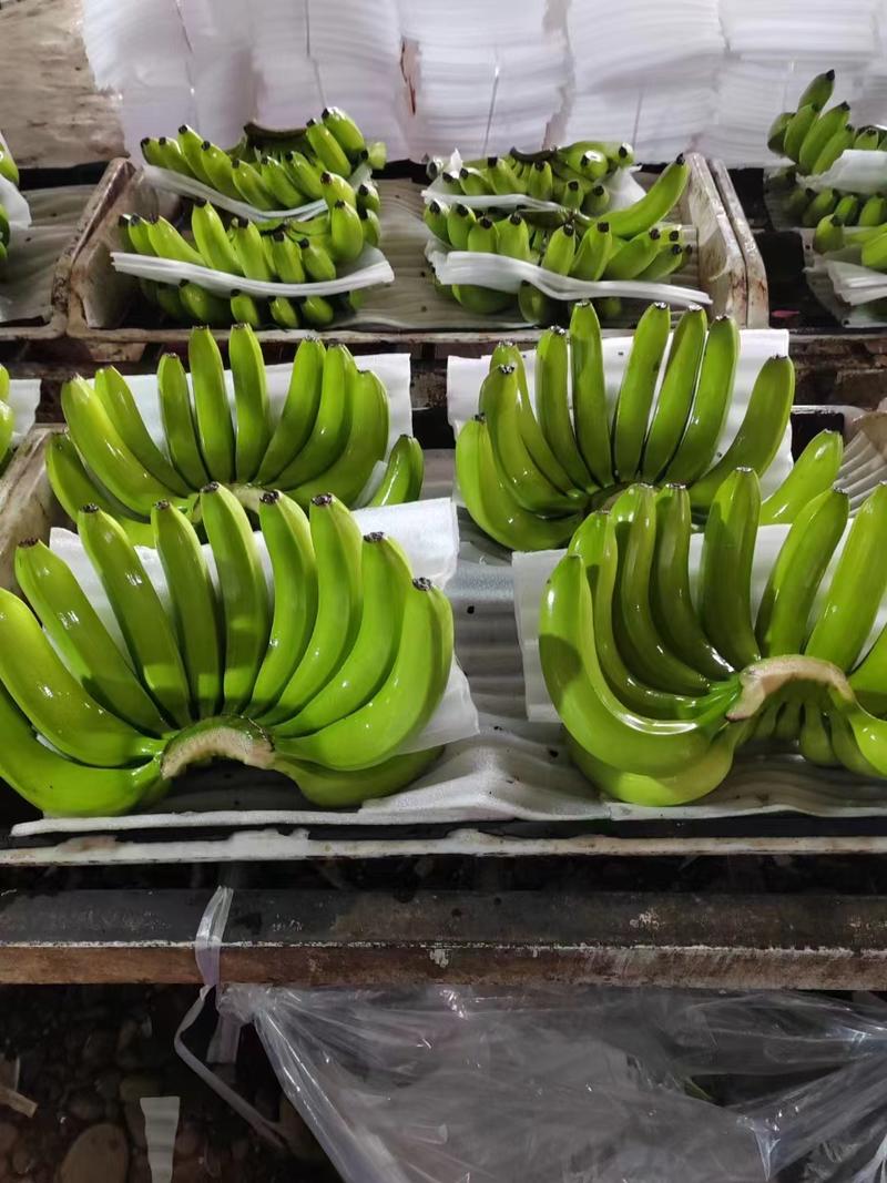 【协助装车】巴西香蕉常年供应多品种品质保鲜技术高欢迎来电