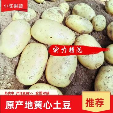 土豆辽宁绥中沃土五号，实验一号黄皮黄心土豆大量上市了个大