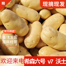 土豆希森六号沃土5号V7土豆产区直发质量保证