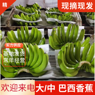 【协助装车】巴西香蕉常年供应多品种品质保鲜技术高欢迎来电