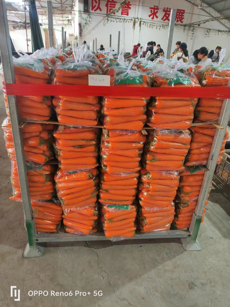 精品胡萝卜精品中条大量上市品质优价格低欢迎老板采购来电