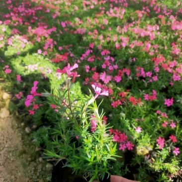 丛生福禄考种植基地