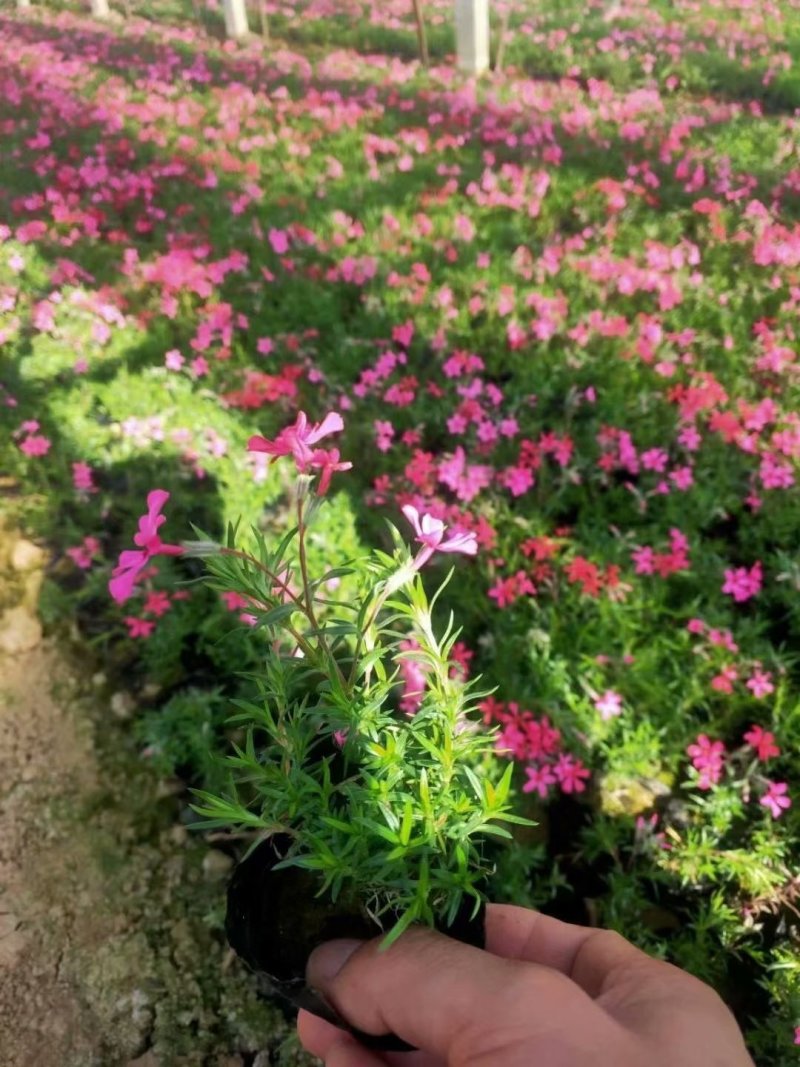 丛生福禄考种植基地