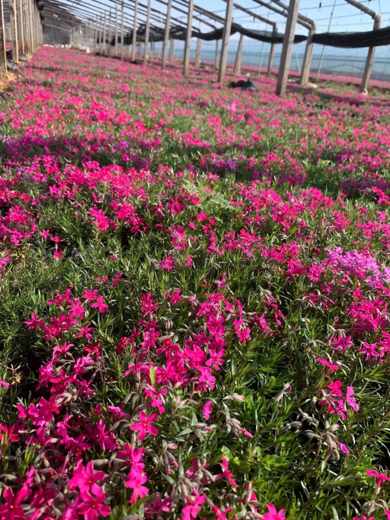 丛生福禄考种植基地