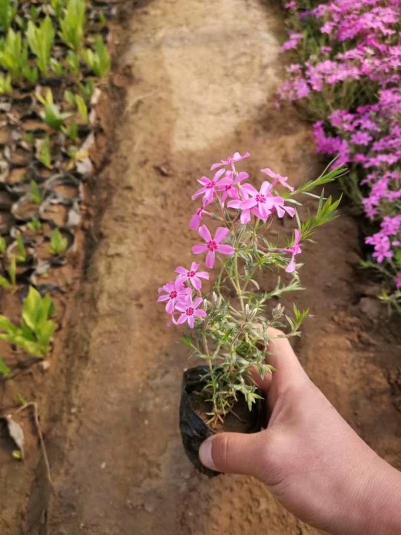 丛生福禄考种植基地