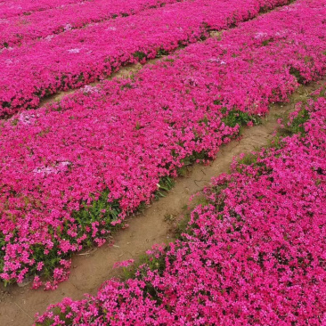 丛生福禄考基地批发商