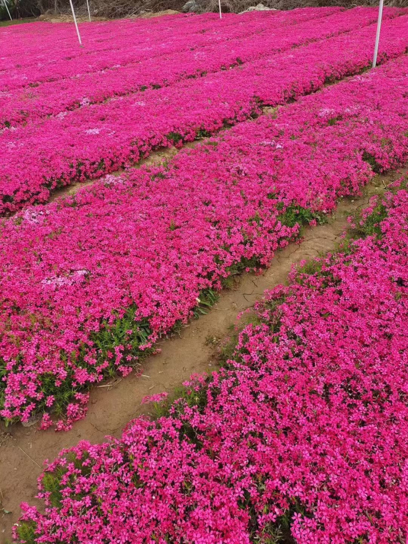 丛生福禄考基地批发商