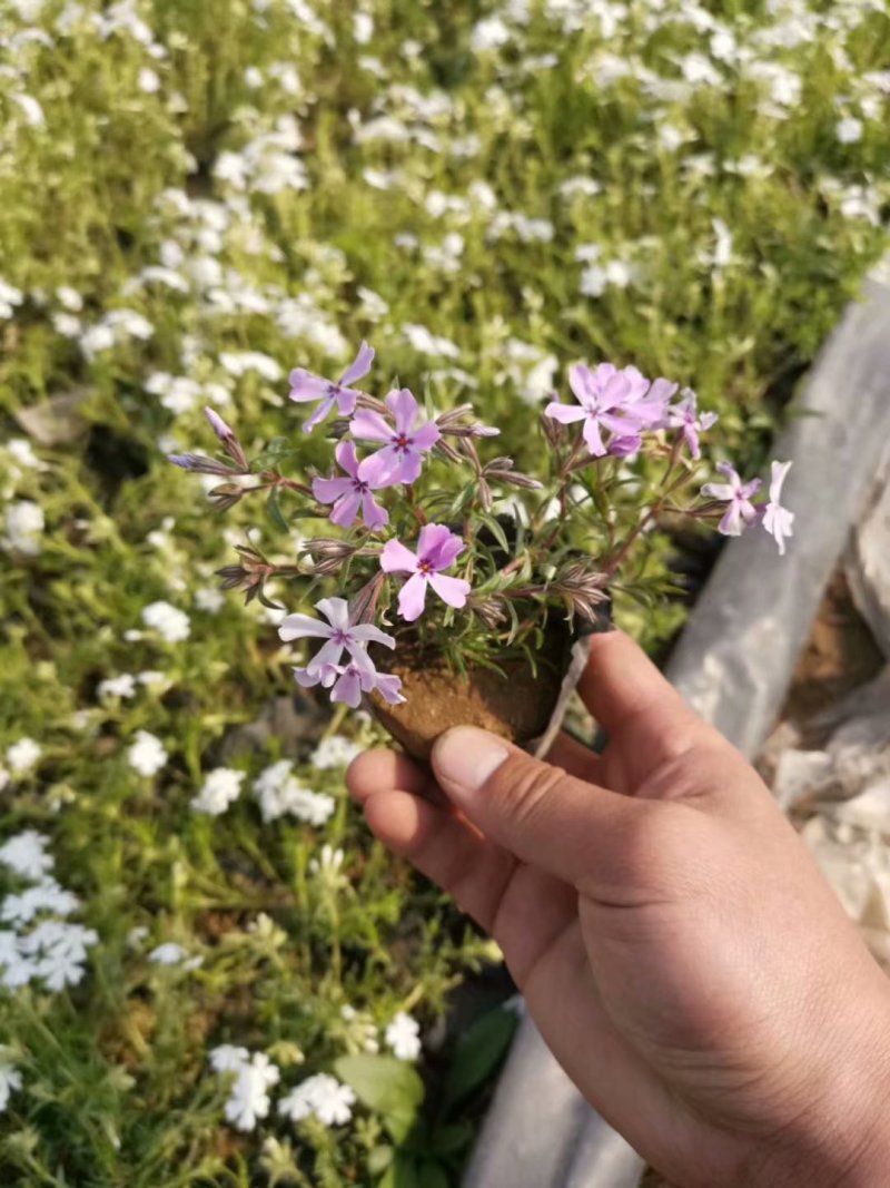 丛生福禄考基地批发商