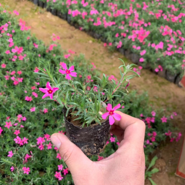 丛生福禄考供应商