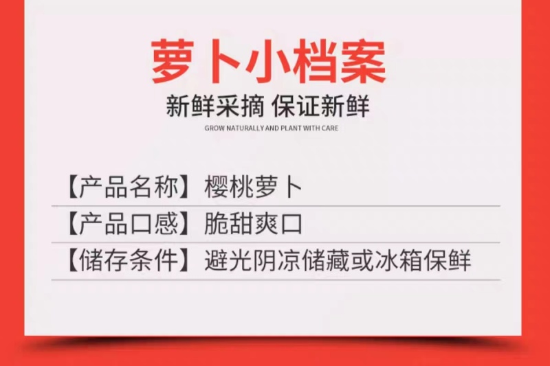 潍坊樱桃萝卜产地直供支持一件代发欢迎电话咨询采购