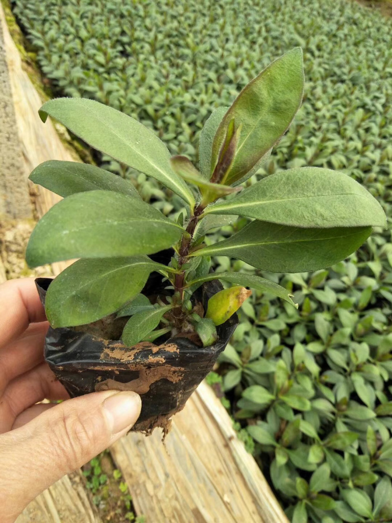宿根福禄考批发